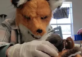 Amerikada veterinarlar tulki bolasiga noodatiy tarzda g‘amxo‘rlik qilmoqda (video) фото