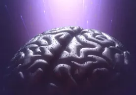 Олимлар миянинг 3D-атласини яратди. У нима учун керак? фото