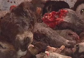 Eshak go‘shti sotgan qassobning iqrori (video) фото