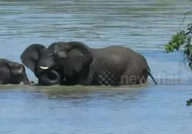 Katta fillar filchani cho‘kishdan qutqarib qoldi (video) фото