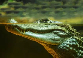 AQShda daryoda cho‘milayotgan bolalarga ulkan timsoh yaqin keldi (foto, video) фото