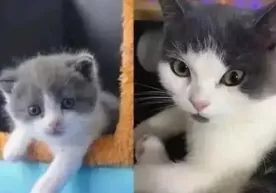 Xitoyda uy hayvonlarini klonlashtirish xizmati keng tarqalmoqda фото
