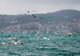 Turkiya Bosfor ko‘rfazini yopib qo‘ydi фото