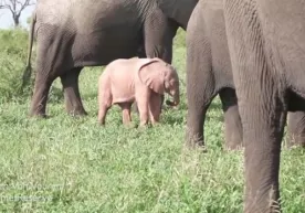 Noyob pushtirang fil bolasi videoga olindi (video) фото