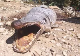 Kiprdagi suv ombori qirg‘og‘ida alligatorga o‘xshash g‘ayrioddiy mavjudot paydo bo‘ldi фото