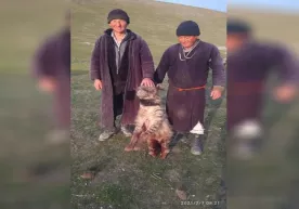 O‘zbekiston Qizil kitobiga kiritilgan 16 dona sirtlondan biri o‘ldirilgani aytilmoqda фото