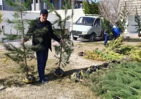 Бухоро вилоят давлат солиқ бошқармаси “Миллион дарахт ўтқазиш” акциясида фаол қатнашмоқда фото
