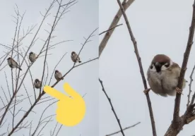 Daraxt shoxida xuddi Van Damm kabi o‘tirgan chumchuq internetda mashhurlikka erishdi фото