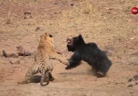 Hindistonda yo‘lbars va ayiqning shafqatsiz kurashi videoga olindi (Video) фото
