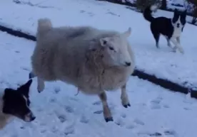 Itlar tarbiyalagan qo‘zichoq (video) фото
