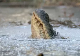 Shimoliy Karolina shtatida timsohlar muzlab qoldi (foto, video) фото