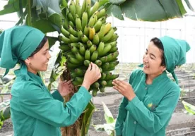 Asakada yurtimizda birinchi bo‘lib banan yetishtirish yo‘lga qo‘yildi фото