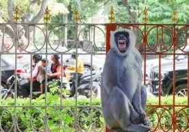 G20 sammiti oldidan Hindistonda tozalash: maymunlar Nyu-Dehli markazidan quvilmoqda фото
