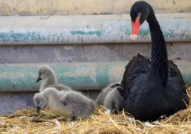 Toshkent hayvonot bog‘ida ilk bor qora oqqush bolaladi фото