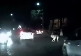Samarqandda «Spark» va «Nexia» bosib o‘ldirishga uringan it quturgan bo‘lgani aytilmoqda (video) фото