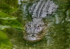 Jorjiyada uzunligi 4 metr boʻlgan alligator topildi (foto) фото