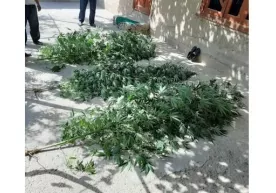 Qashqadaryoda o‘z xonadonida 17 tup kannabis o‘stirayotganlar aniqlandi фото
