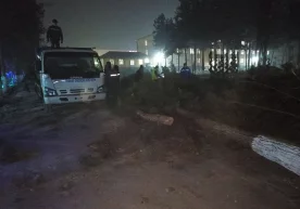 Андижонда «дарахтлар қирғини»: ҳодиса ортида вилоят ҳокими тургани айтилди фото