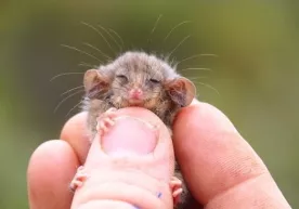 Mitti possumlar Avstraliyadagi yong‘indan omon qolgani ma’lum bo‘ldi фото