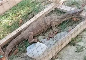 Samarqanddagi xonadonlarning biriga uzunligi 1 metr bo‘lgan echkiemar kirib qoldi фото