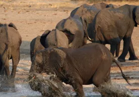 Zimbabve turizmdan daromad kamayib ketgani sababli 500ta filni otishga ruxsat beradi фото
