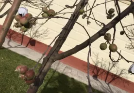 Toshkentda Yangi yil bayrami arafasida olma daraxti meva soldi фото