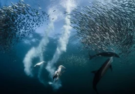 Fransiyalik suratkash National Geographic fototanlovi gran-prisini qo‘lga kiritdi фото