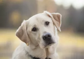 Texasda labrador zotli it oʻz hayoti evaziga uch kishining jonini saqlab qoldi фото