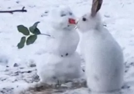 Kanadada quyon qorbolani o‘pib, uni «burun»siz qoldirdi (video) фото