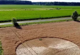 Vengriyadagi bug‘doy ekilgan dala o‘rtasida ulkan sirli halqa paydo bo‘ldi (video) фото