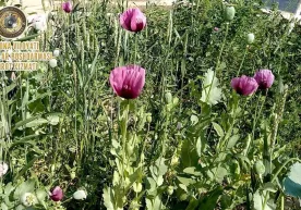 Farg‘onada erkak tomorqasida 60 tup ko‘knori yetishtirib kelayotgani aniqlandi фото