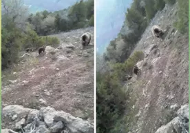 Деҳқонободда ноёб турдаги айиқ ва болалари борлиги аниқланди фото