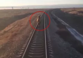 Toshkent-Moskva poyezdi yo‘liga chiqib olgan tuya sababli poyezd manzilga kechikib bordi (video) фото