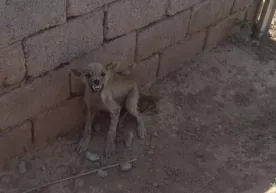 Қамашида қўй-қўзиларни бўғизлаган номаълум ҳайвон ўлдирилди (фото) фото