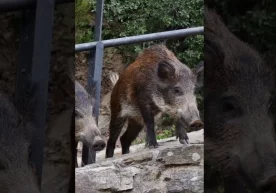 Barselonada Shakira va uning o‘g‘liga bir juft to‘ng‘iz hujum qildi (video) фото