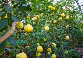 Lemon Growing Sector to Receive State Support фото