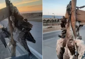 Buxoroda o‘ldirilgan o‘rdak va g‘ozlar yo‘l bo‘yiga osib ketildi фото