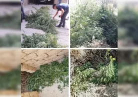 Samarqandda tomorqasida giyohvandlik o‘simligini yetishtirib kelayotgan fuqarolar aniqlandi фото