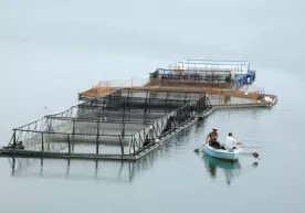 Кластер туфайли балиқчилик аграр усулдан саноат усулига ўтмоқда фото