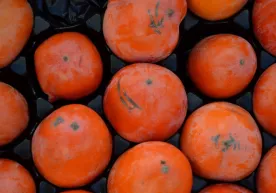 Uzbekistan earned $57 million from persimmon exports фото