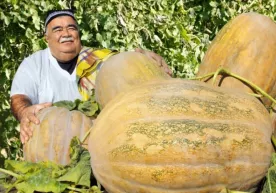 Yangiyo‘llik fermer og‘irligi 40-45 kg bo‘lgan qovoqlar yetishtirmoqda фото