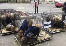 «Novaya gazeta» tahririyatiga tirik qo‘ylarni tashlab ketishdi фото