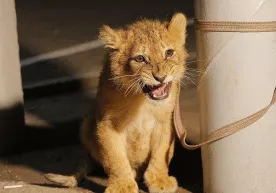 Toshkentda 2 ta sher bolalarini 6 ming dollarga pullayotgan shaxslar qo‘lga tushdi фото