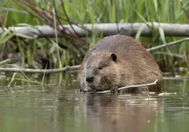 In the Czech Republic, beavers completed the planned dam in two days фото