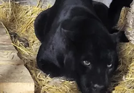 Toshkent hayvonot bog‘iga ikkita qora pantera olib kelindi фото