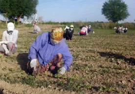 Qachongacha qishloq ayollari o‘tin uchun ketmon chopadi? фото