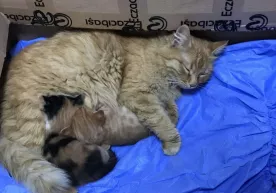 Turkiyada uysiz mushuk kasal bolalarini shifoxonaga olib bordi (video) фото