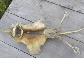 Yangi Zelandiyada fanga ma’lum bo‘lmagan ajabtovur dengiz jonivorini aniqlashdi фото