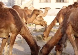 Avstraliyada suv yetishmovchiligi tufayli 10 ming tuyani o‘ldirishga qaror qilindi фото