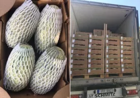 O‘zbek qovunlari Yevropadagi eng katta «optom» bozorda sotilmoqda фото